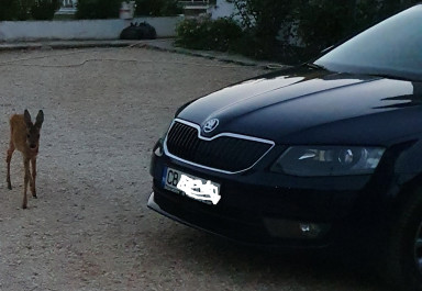 Škoda - Octavia - 2.0 | 15.11.2020 г.